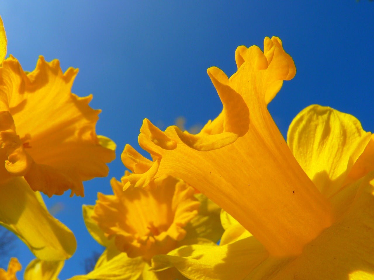 Blumen April - Diese Aprilblumen solltest du kennen - Blume Ideal