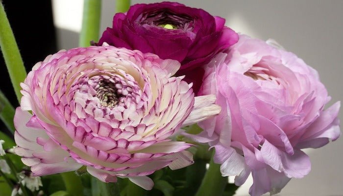 Blumen Januar - Diese Blumen dominieren den Januar - Blume Ideal