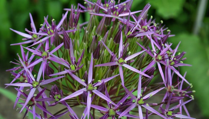 Blumen Juli - Diese Sommerblumen sind ein Muss - Blume Ideal