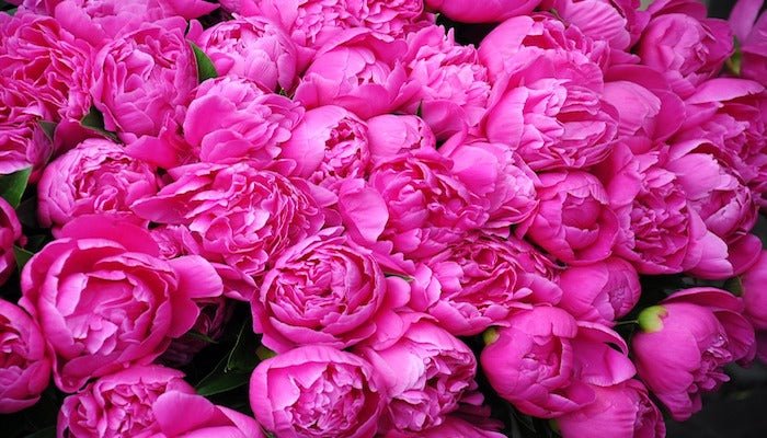 Blumen Mai - Diese Blumen sind im Mai beliebt - Blume Ideal