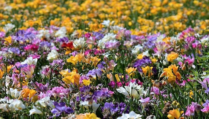 Blumen März - Auf diese Blumen kann niemand verzichten - Blume Ideal