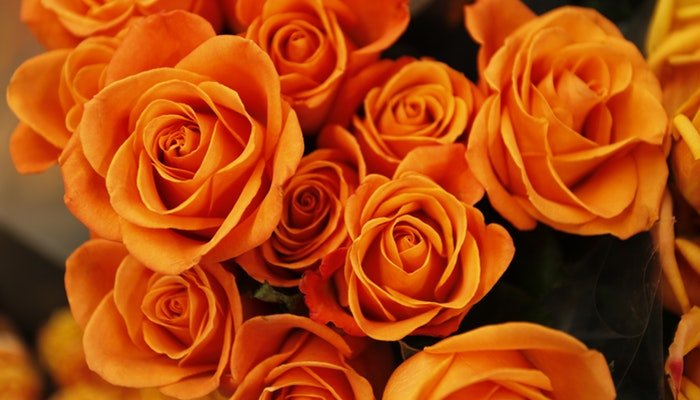 Blumen Oktober - Diese Blumen solltest du kennen - Blume Ideal