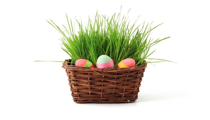 Blumen zu Ostern - Wissen und Hintergründe zum Osterfest - Blume Ideal