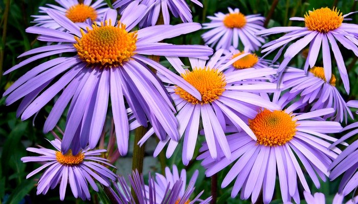 Geburtsblume September - Die Aster kennt jeder - Blume Ideal