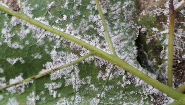 Mehltau bei Rosen – So bekämpfst du den Pilz effektiv - Blume Ideal