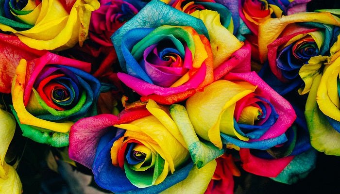 Rosenfarben und ihre Bedeutung - Blume Ideal
