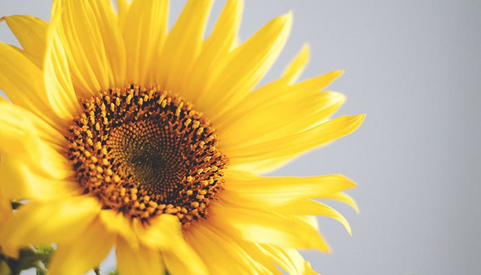 Sonnenblume Bedeutung - Die Königin des Sommers - Blume Ideal
