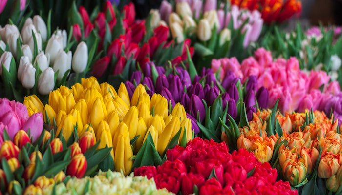Tulpen Bedeutung - Das solltest du unbedingt wissen! - Blume Ideal