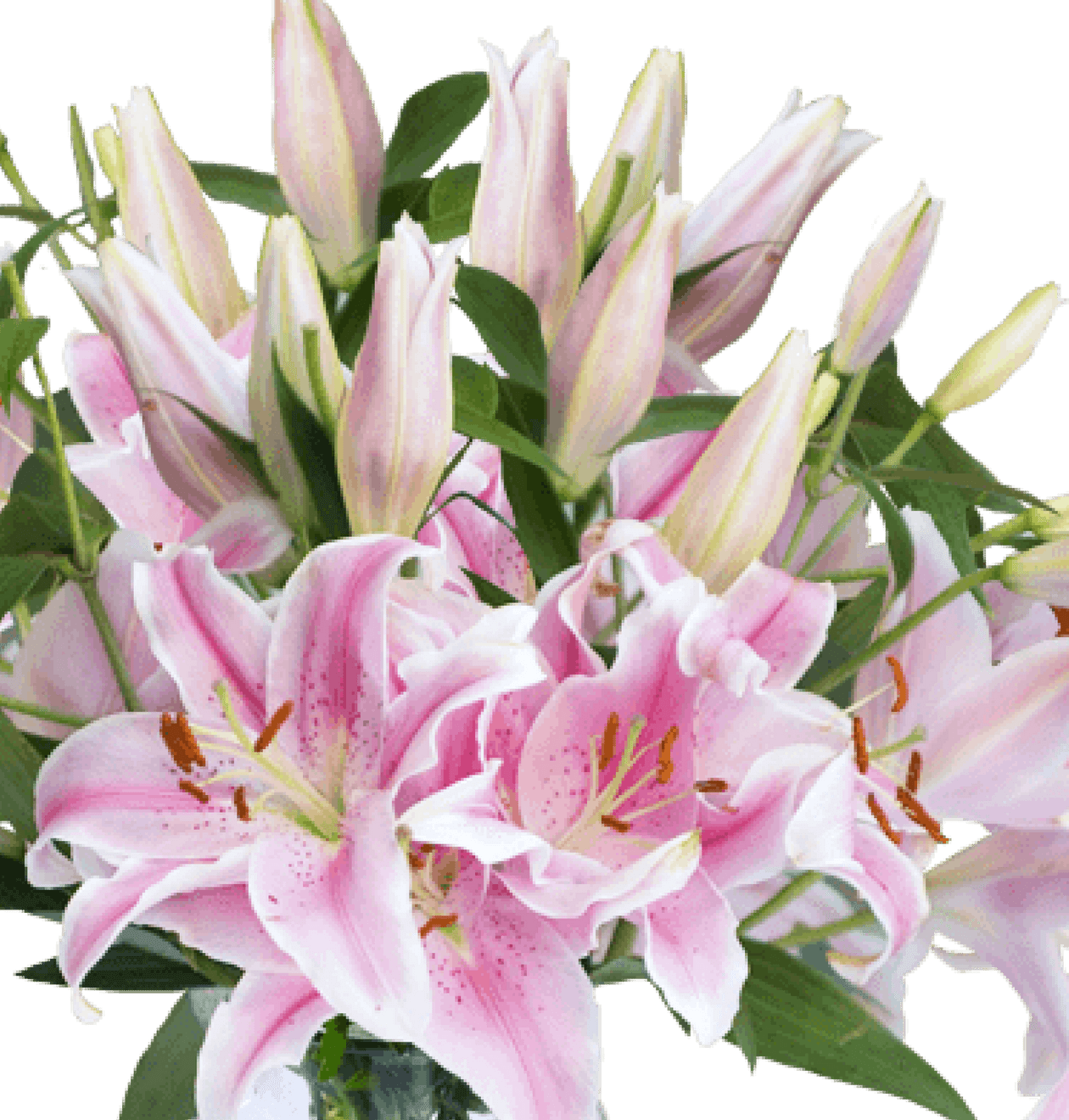 10 Pinke Lilien - Blume Ideal