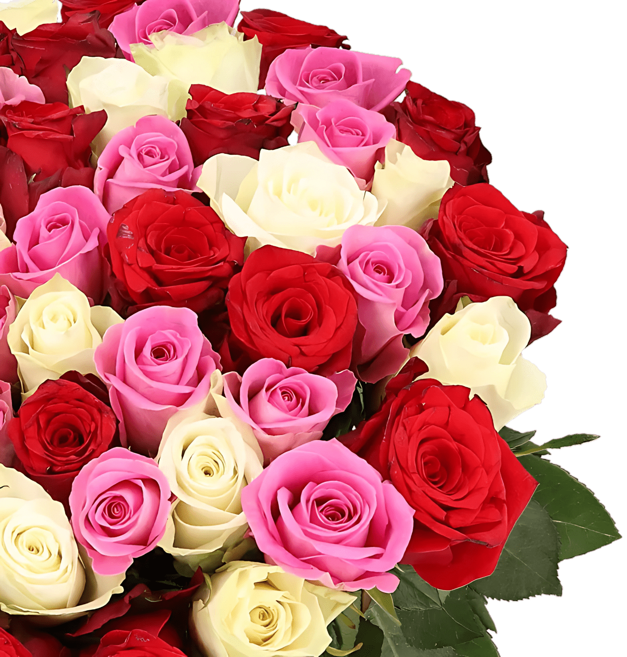 100 Rosen - "Love Loud" (2x50 Stück) - Blume Ideal
