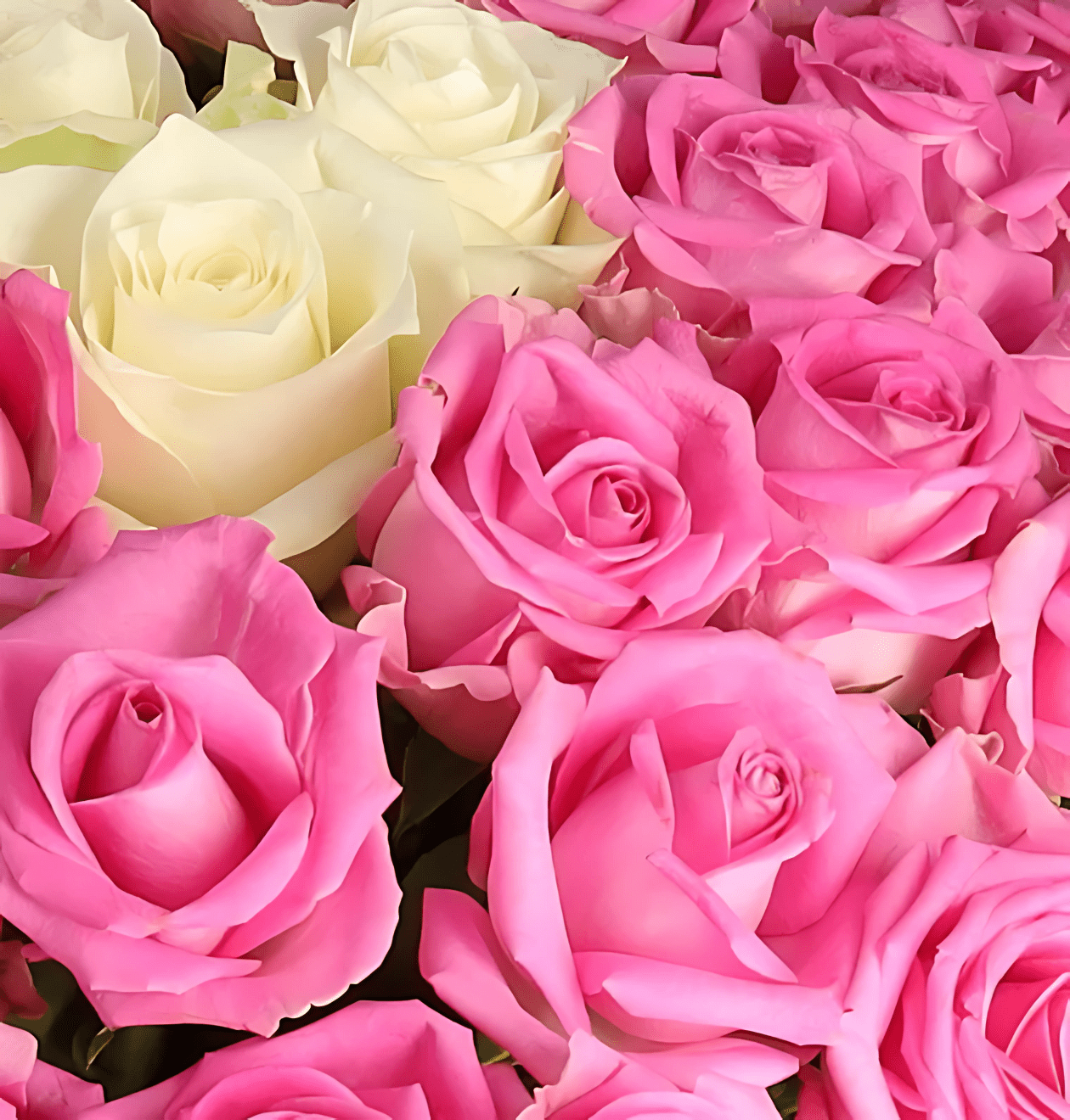 100 Rosen - "Pink Special" (2x50 Stück) - Blume Ideal