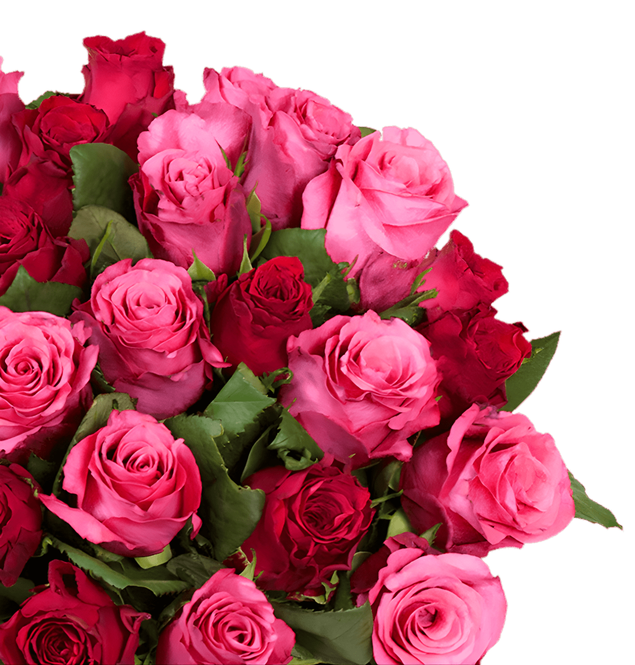 100 Rosen - "Romantic Roses" (2x50 Stück) - Blume Ideal