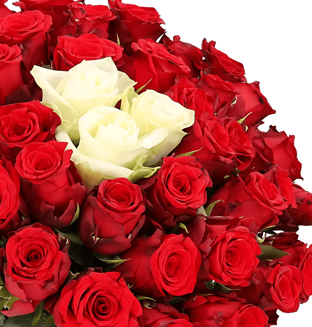 100 Rosen - "Sweetheart" (2x50 Stück) - Blume Ideal