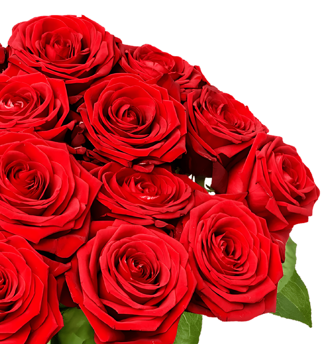 25 Premium Rosen "Red Naomi" - Blume Ideal