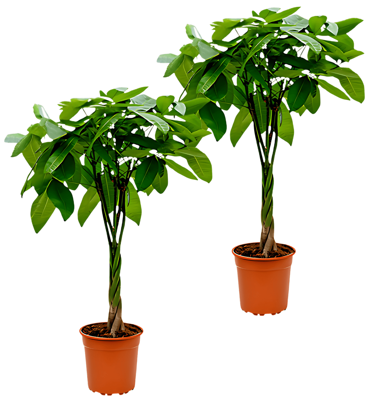 2er - Set | Glückskastanie | +/ - 40 - 50cm | ø 12 - 15cm Topf - Blume Ideal