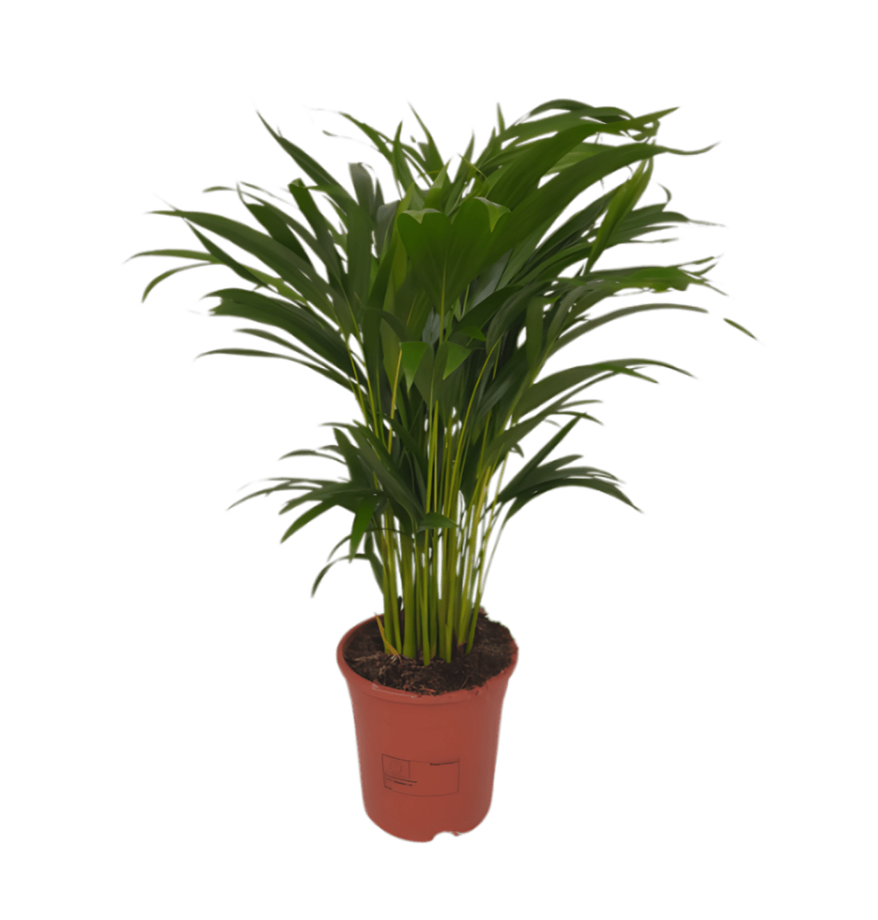 2er - Set Goldfruchtpalme | Areca - Palme | +/ - 40 - 50cm | ø 12 - 15cm Topf - Blume Ideal