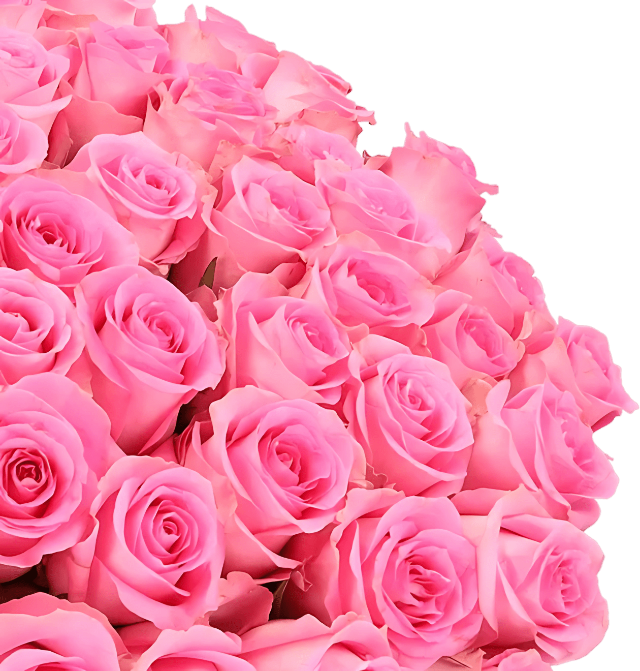 30 pinke Rosen - Blume Ideal