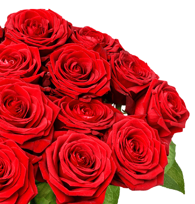 30 Red Naomi Rosen (XXL Blütenkopf) - Blume Ideal