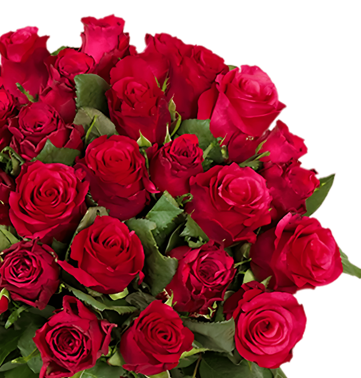 30 rote Rosen - Blume Ideal