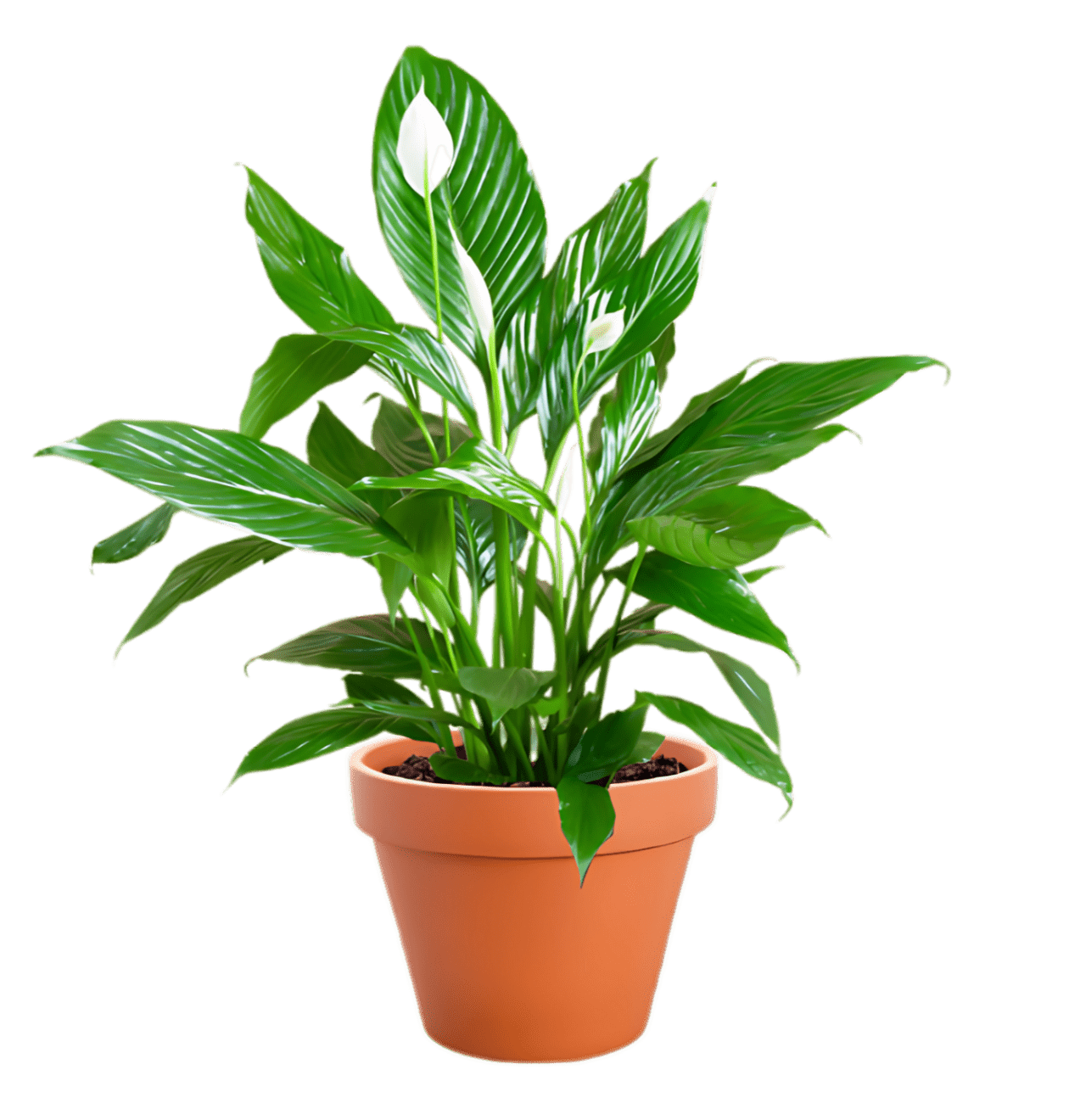 3er - Set | Monstera | Einblatt | Glückskastanie | +/ - 45 - 65cm | ø 12 - 15cm Topf - Blume Ideal