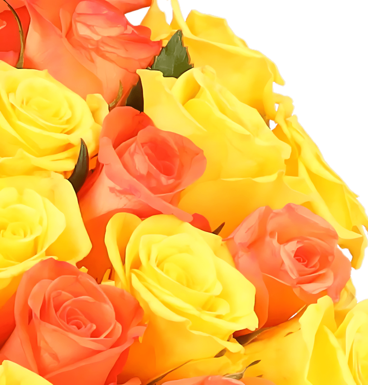 40 gelb orange Rosen - Blume Ideal