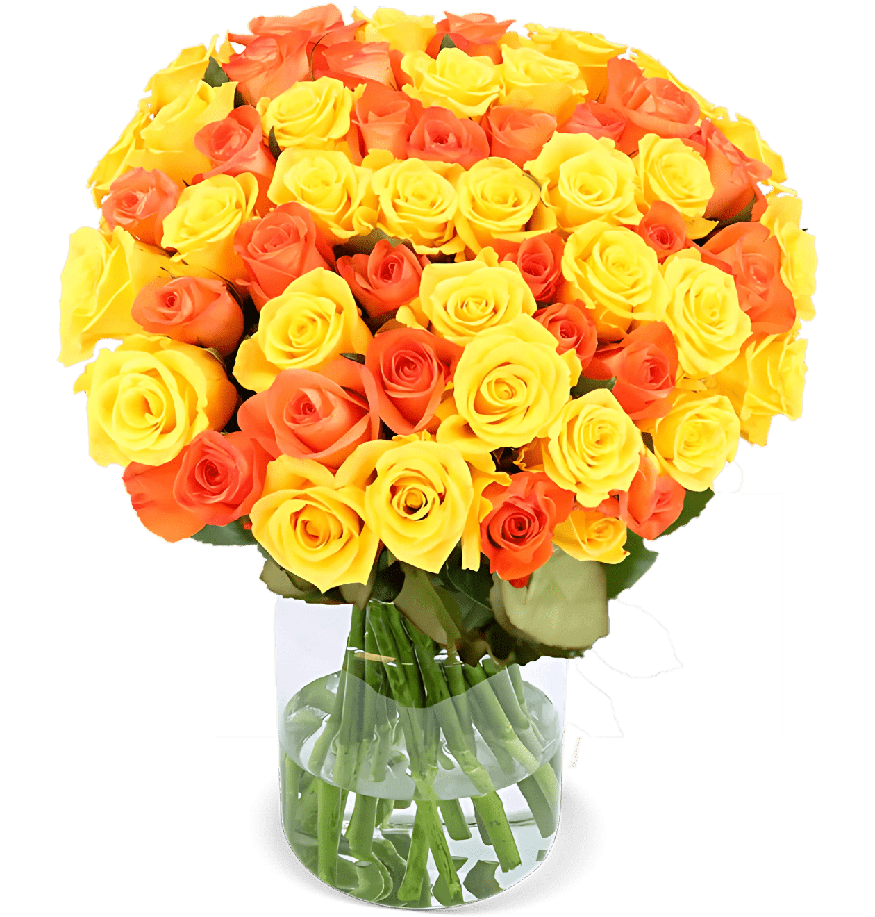 40 gelb orange Rosen - Blume Ideal