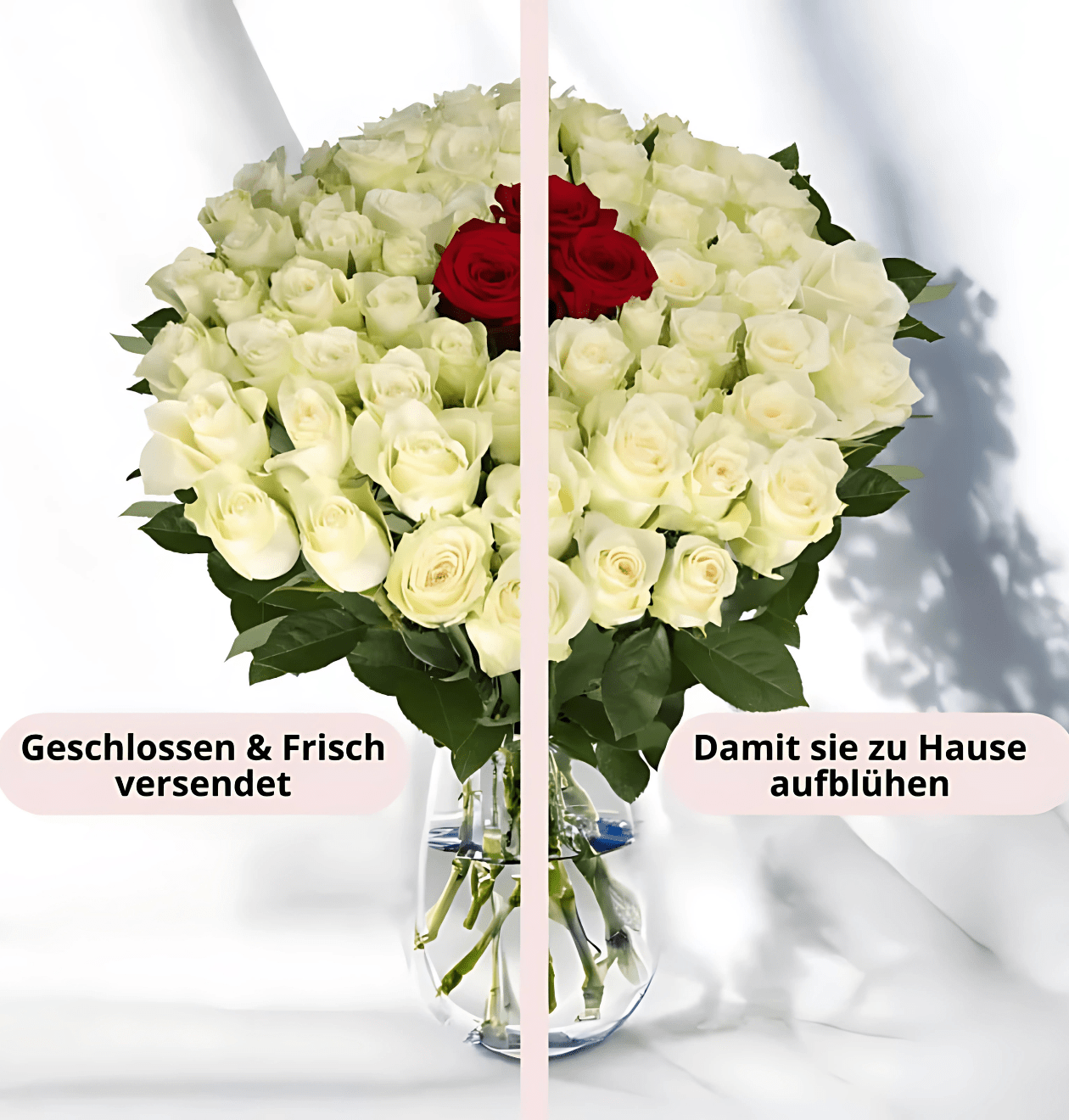 40 Rosen - “Nordlicht” - Blume Ideal