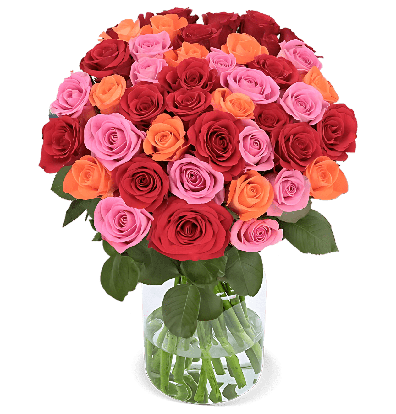 40 Rosen - “Rosenbeet” - Blume Ideal
