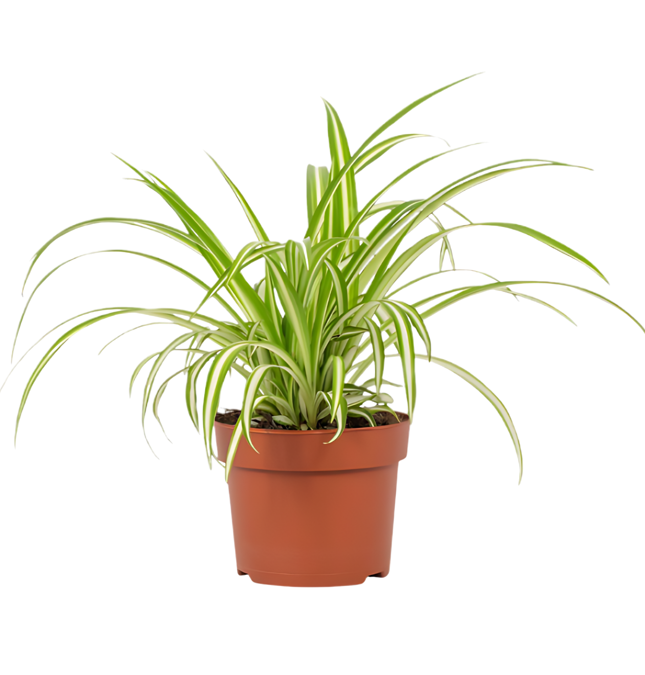 4er - Set “EasyCare” | Monstera | Bogenhanf | Efeutute | Grünlilie | +/ - 30 - 60cm | ø 12 - 15cm Topf - Blume Ideal