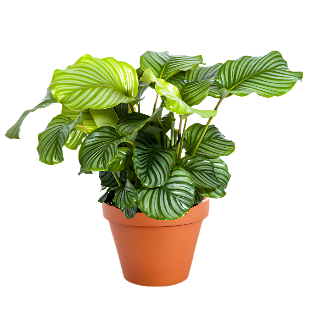 4er - Set “Exotica” | Bananenpflanze | Korbmarante | Affenblatt | Efeutute | +/ - 25 - 50cm | ø 12 - 15cm Topf - Blume Ideal