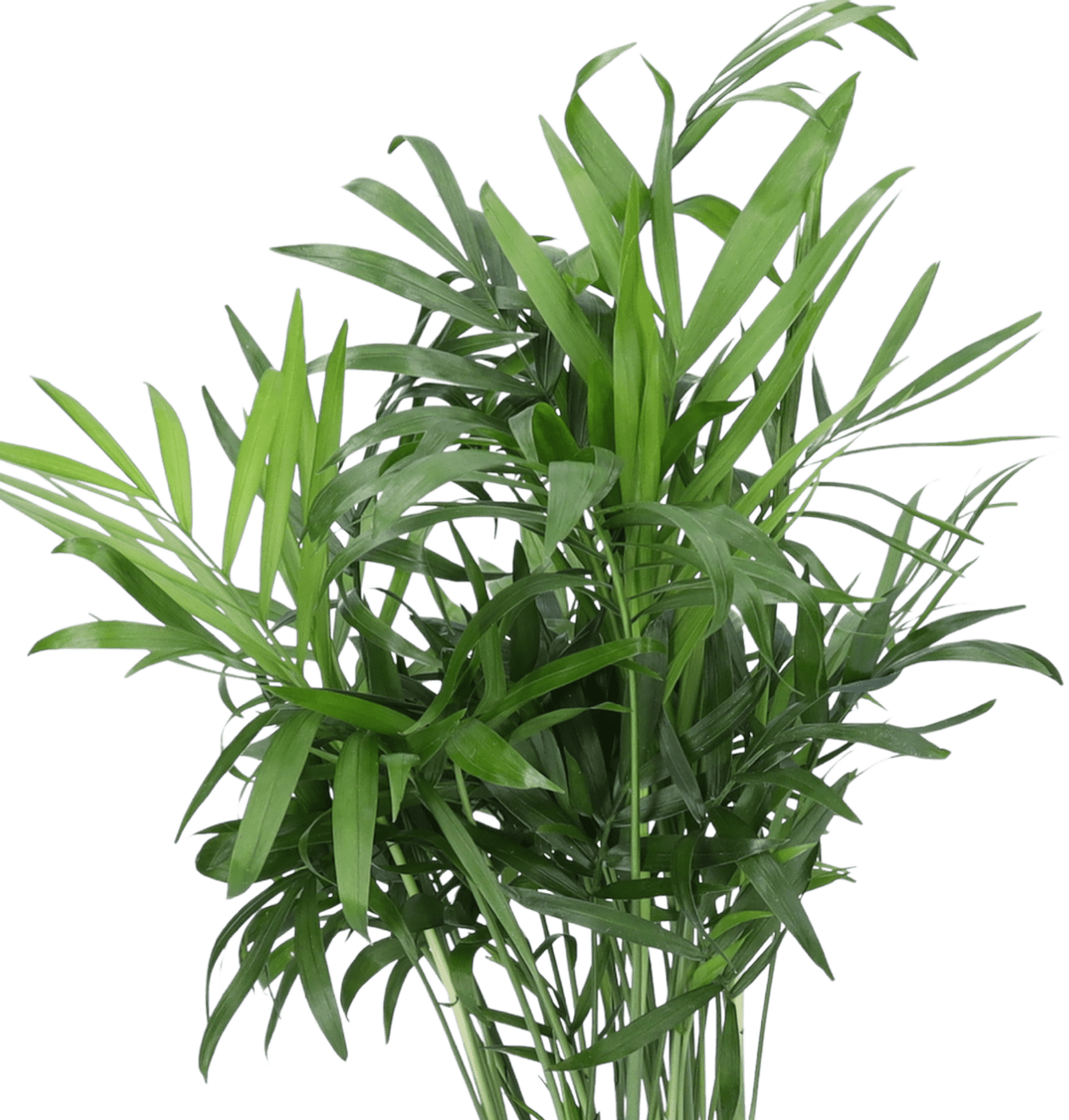 4er - Set “Katzenliebhaber” | Katzengras | Bergpalme | Goldfruchtpalme | Grünlilie | +/ - 30 - 45cm | ø 12 - 15cm Topf - Blume Ideal