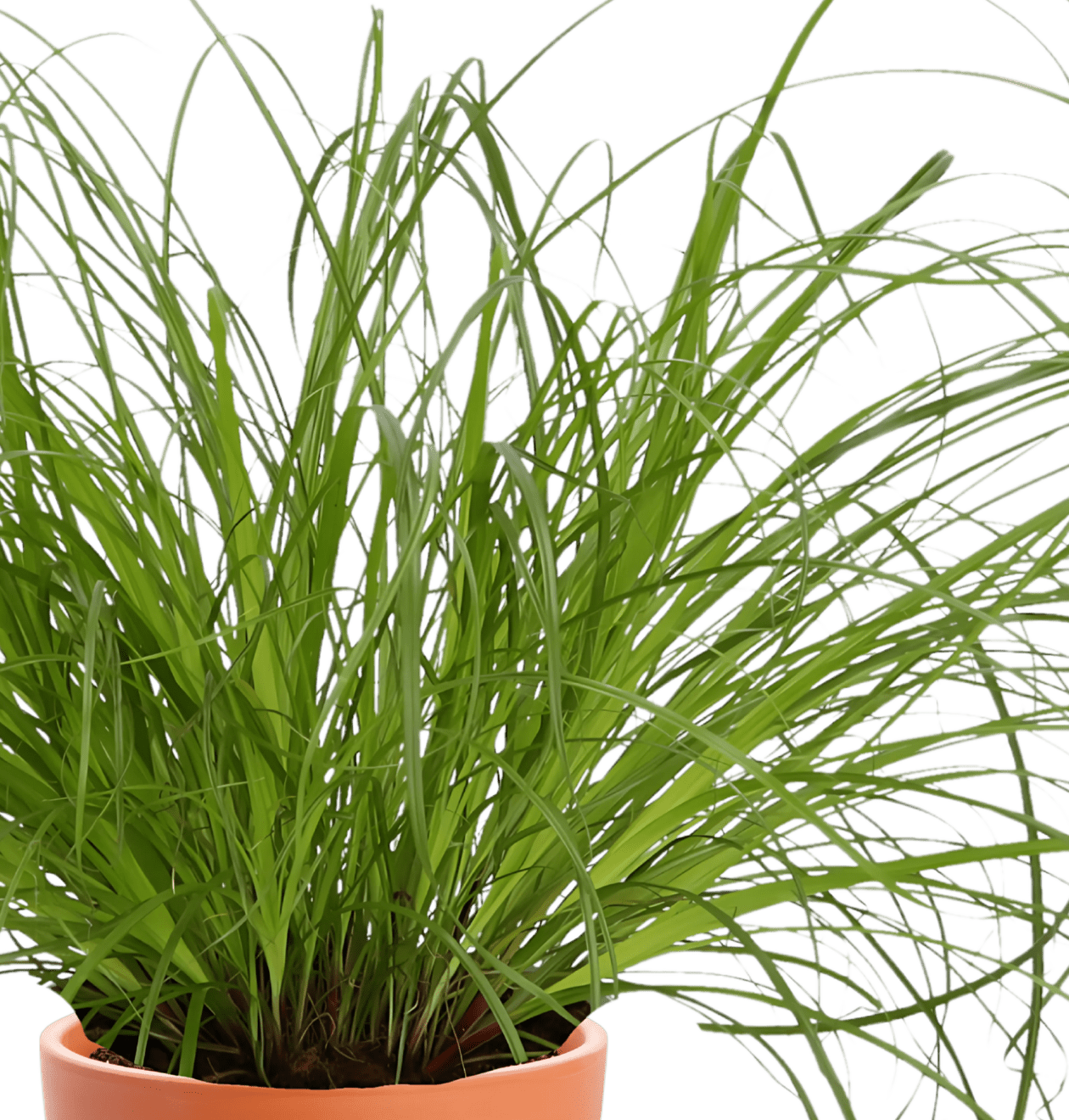 4er - Set “Katzenliebhaber” | Katzengras | Bergpalme | Goldfruchtpalme | Grünlilie | +/ - 30 - 45cm | ø 12 - 15cm Topf - Blume Ideal
