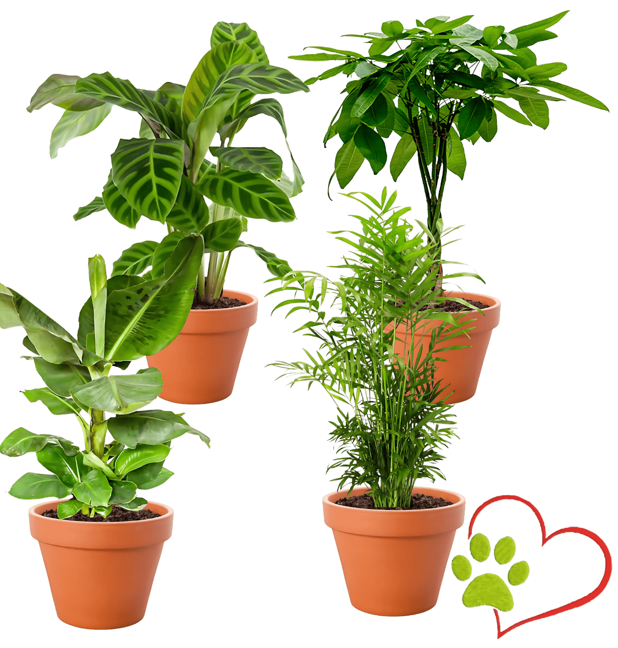 4er - Set "Tierfreund" Bergpalme | Glückskastanie | Bananenpflanze | Korbmarante | +/ - 30 - 60cm | ø 12 - 15cm Topf - Blume Ideal