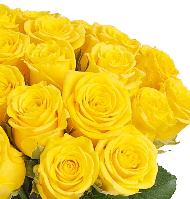 50 gelbe Rosen - Blume Ideal