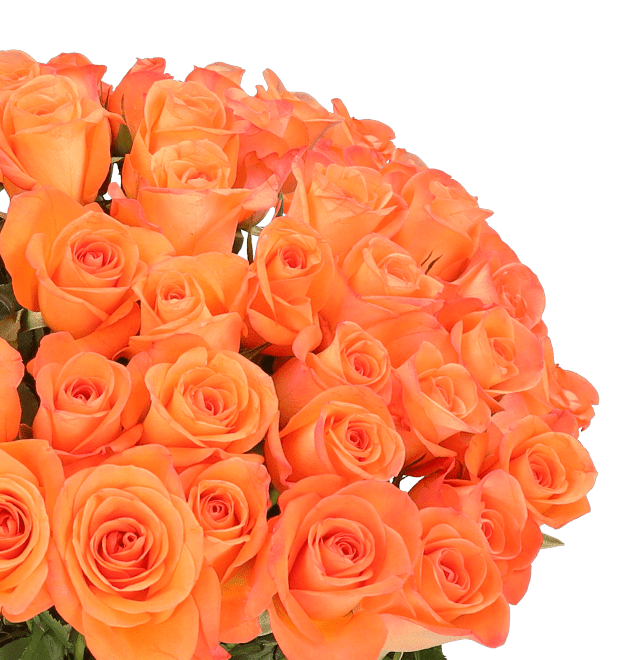 50 orange Rosen - Blume Ideal