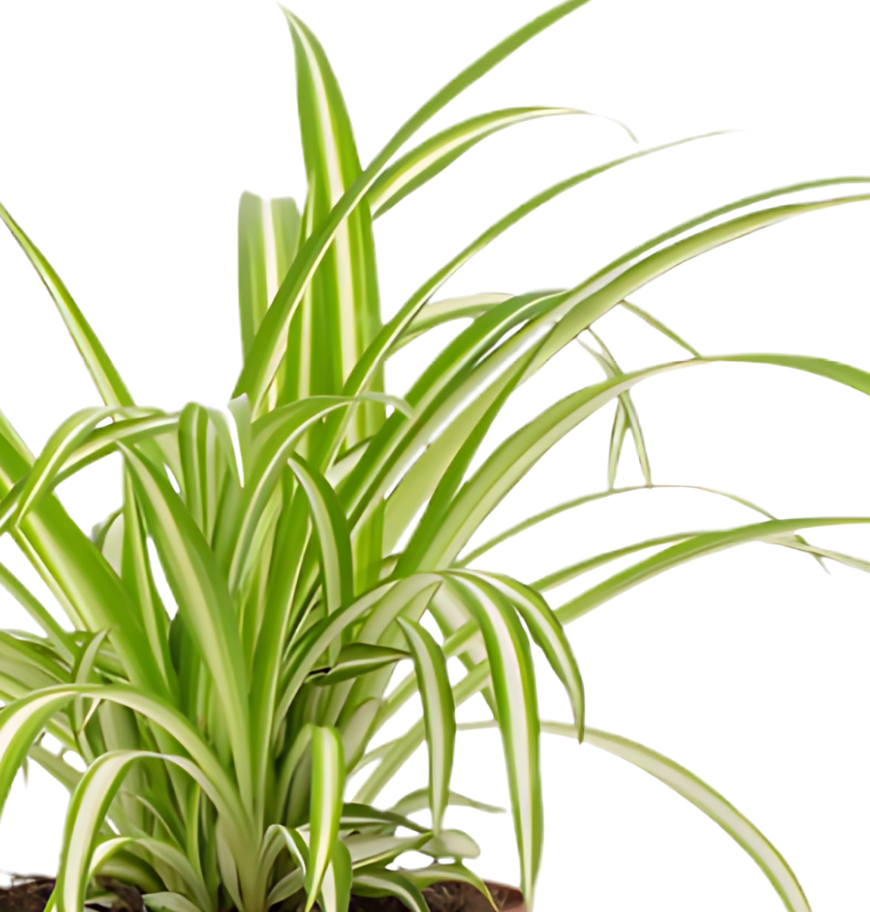 5er - Set “Katzenliebhaber” | Katzengras | Bergpalme | Goldfruchtpalme | Grünlilie | Calathea | +/ - 30 - 45cm | ø 12 - 15cm Topf - Blume Ideal