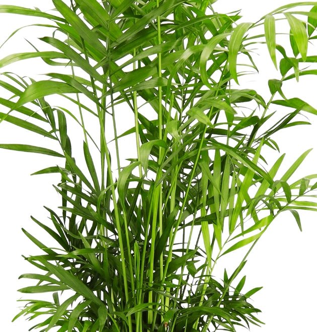 5er - Set "Tierfreund" | Bergpalme | Glückskastanie | Bananenpflanze | Korbmarante | Goldfruchtpalme | +/ - 30 - 60cm | ø 10 - 15cm Topf - Blume Ideal