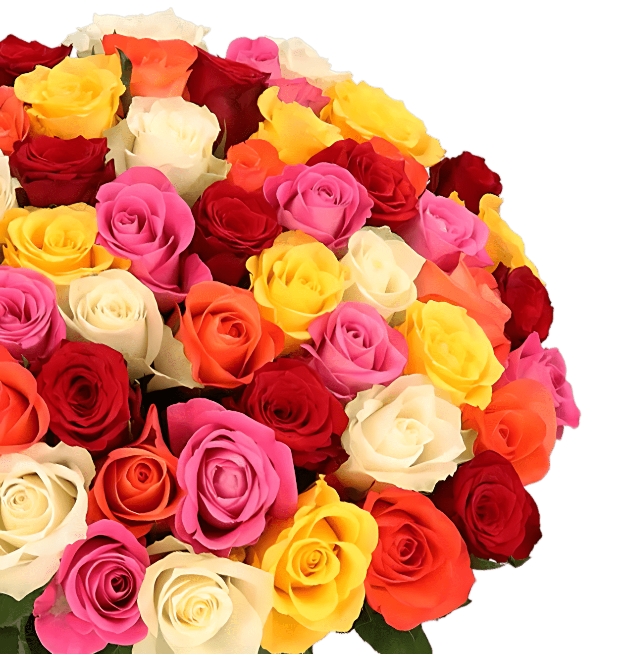 60 bunte Rosen - Blume Ideal