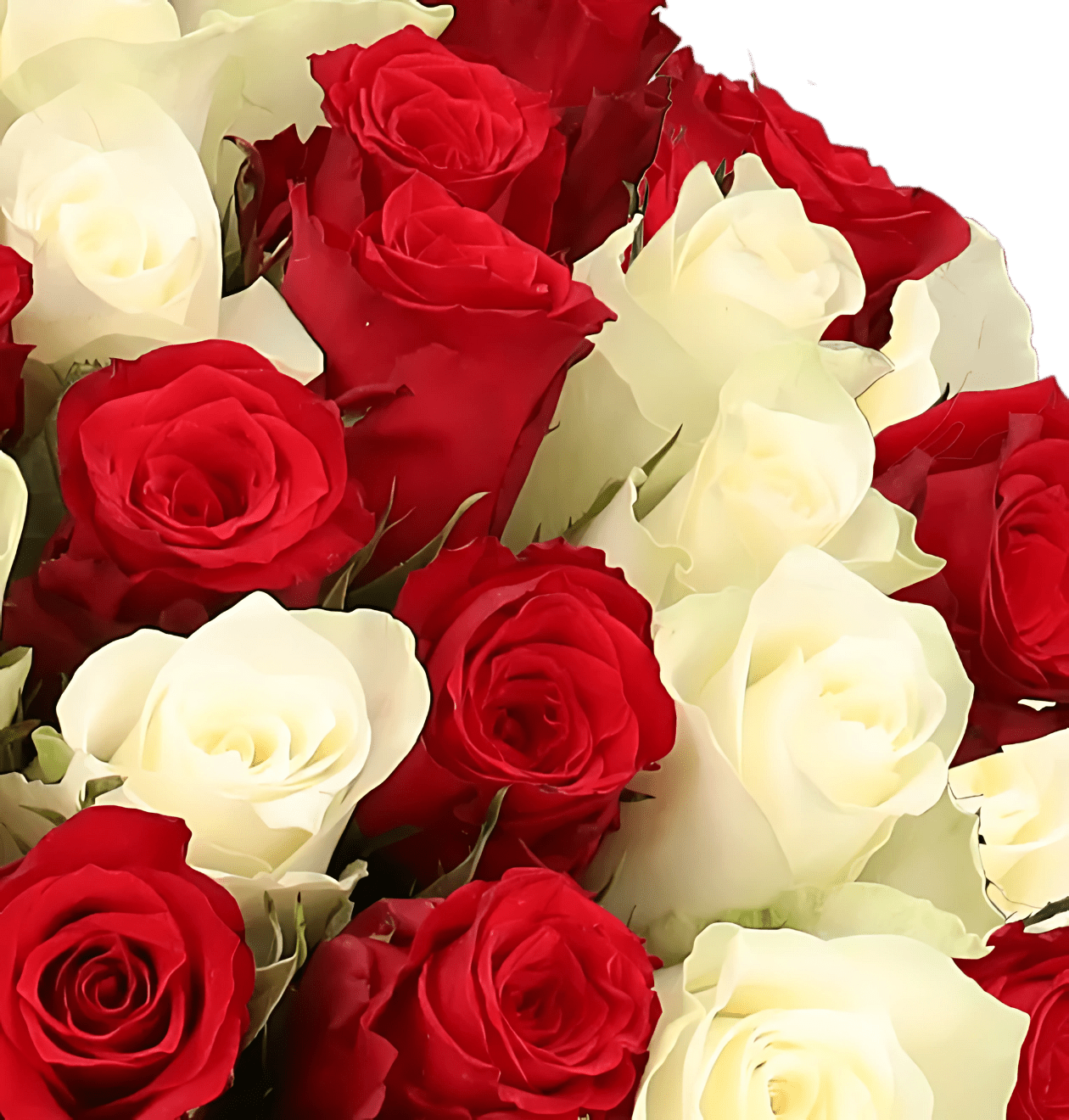 60 rot weiße Rosen - Blume Ideal