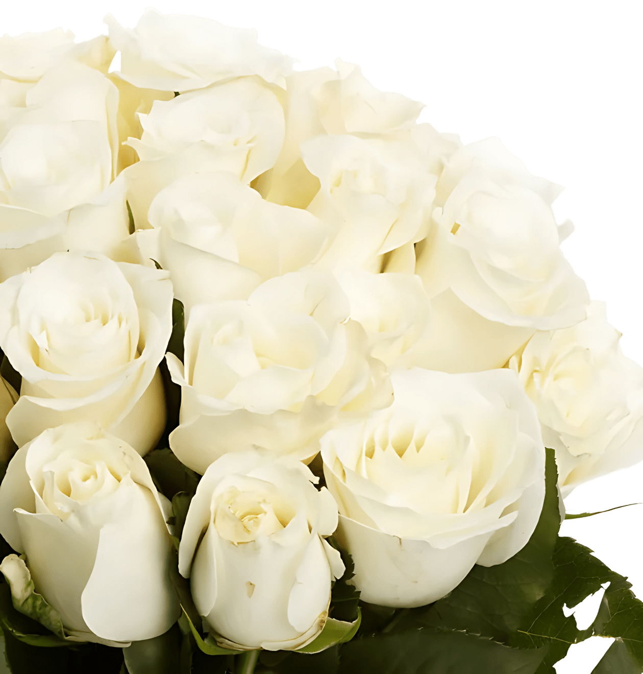 60 weiße Rosen - Blume Ideal