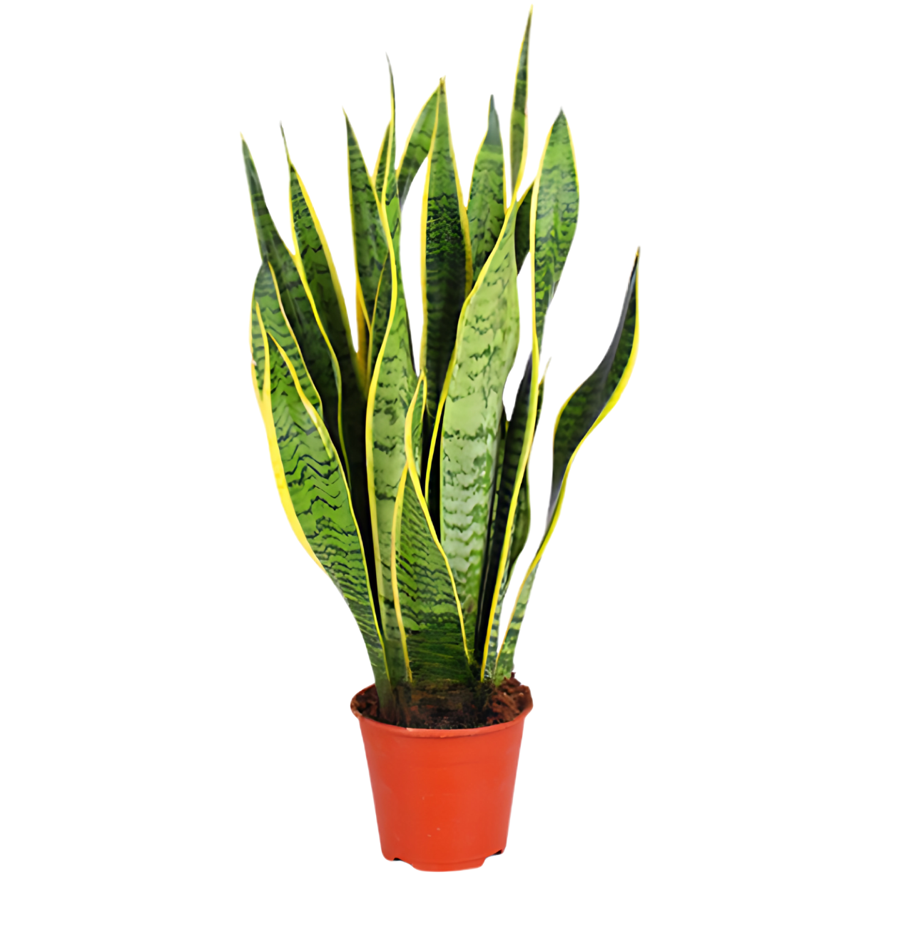 6er - Set “EasyCare” | Monstera | Bogenhanf | Efeutute | Grünlilie | Affenblatt | Goldfruchtpalme | +/ - 30 - 60cm | ø 12 - 15cm Topf - Blume Ideal