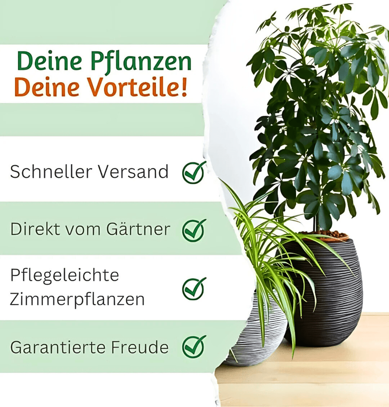6er - Set “Tierfreund” | Bergpalme | Bananenpflanze | Goldfruchtpalme | Grünlilie | Korbmarante | Glückskastanie | +/ - 30 - 60cm | ø 12 - 15cm Topf - Blume Ideal