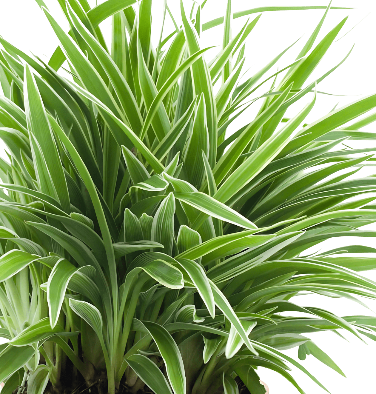 6er - Set “Tierfreund” | Bergpalme | Bananenpflanze | Goldfruchtpalme | Grünlilie | Korbmarante | Glückskastanie | +/ - 30 - 60cm | ø 12 - 15cm Topf - Blume Ideal