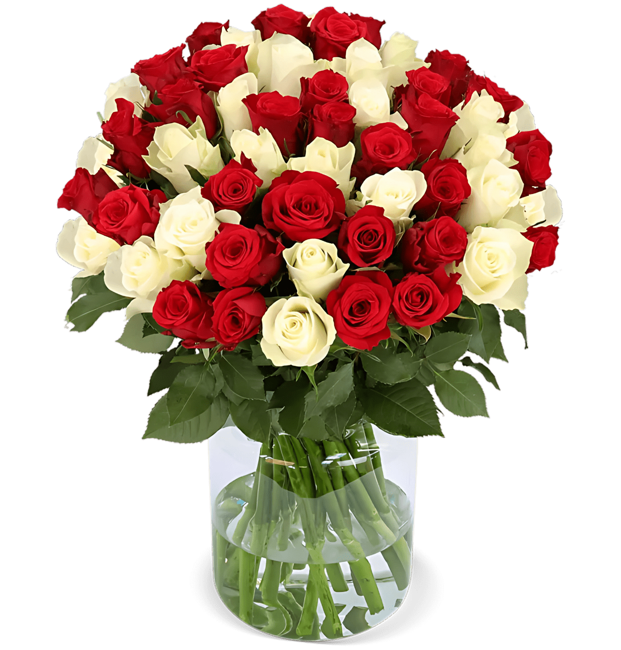 70 rot weiße Rosen - Blume Ideal