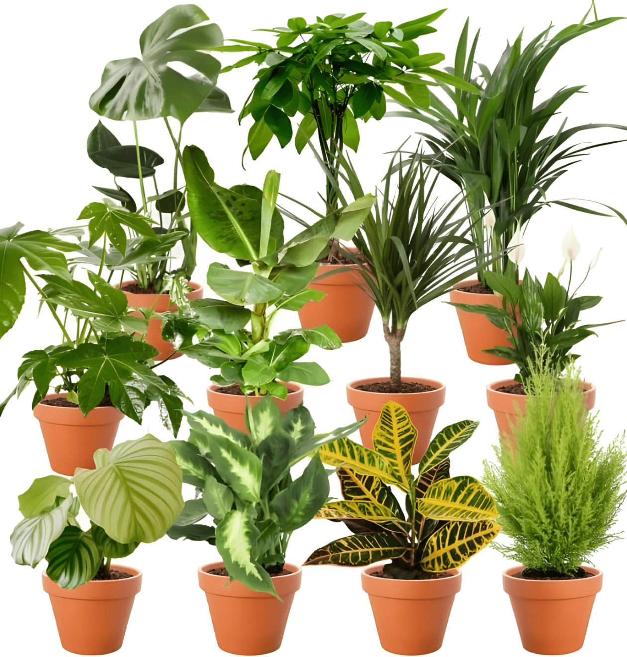 7er - Set | Pflanzenüberraschung | +/ - 40 - 70cm | ø 12 - 15cm Topf - Blume Ideal