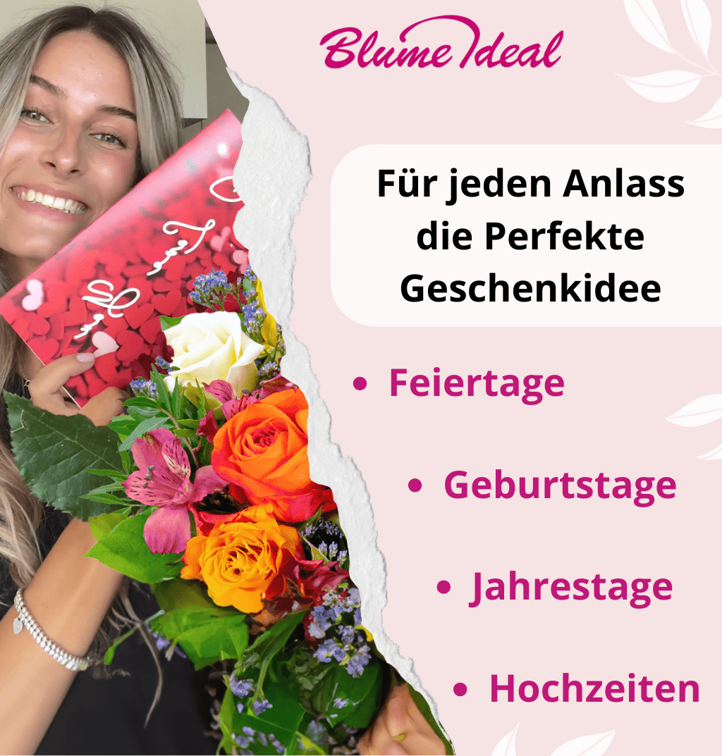 80 Rosen - "Candy Cotton" (2x40 Stück) - Blume Ideal
