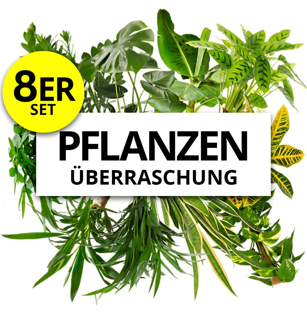 8er - Set | Pflanzenüberraschung | +/ - 40 - 70cm | ø 12 - 15cm Topf - Blume Ideal