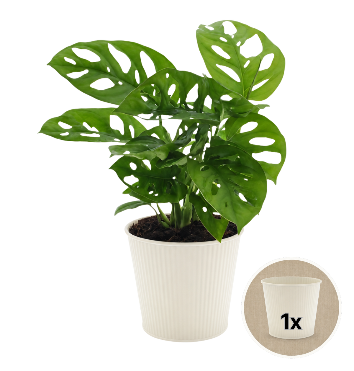 Monstera adansonii + 1x Cremefarbener Zinktopf | Monkey Leaf | ca. 25-30 cm | Ø 12-15 cm Topf