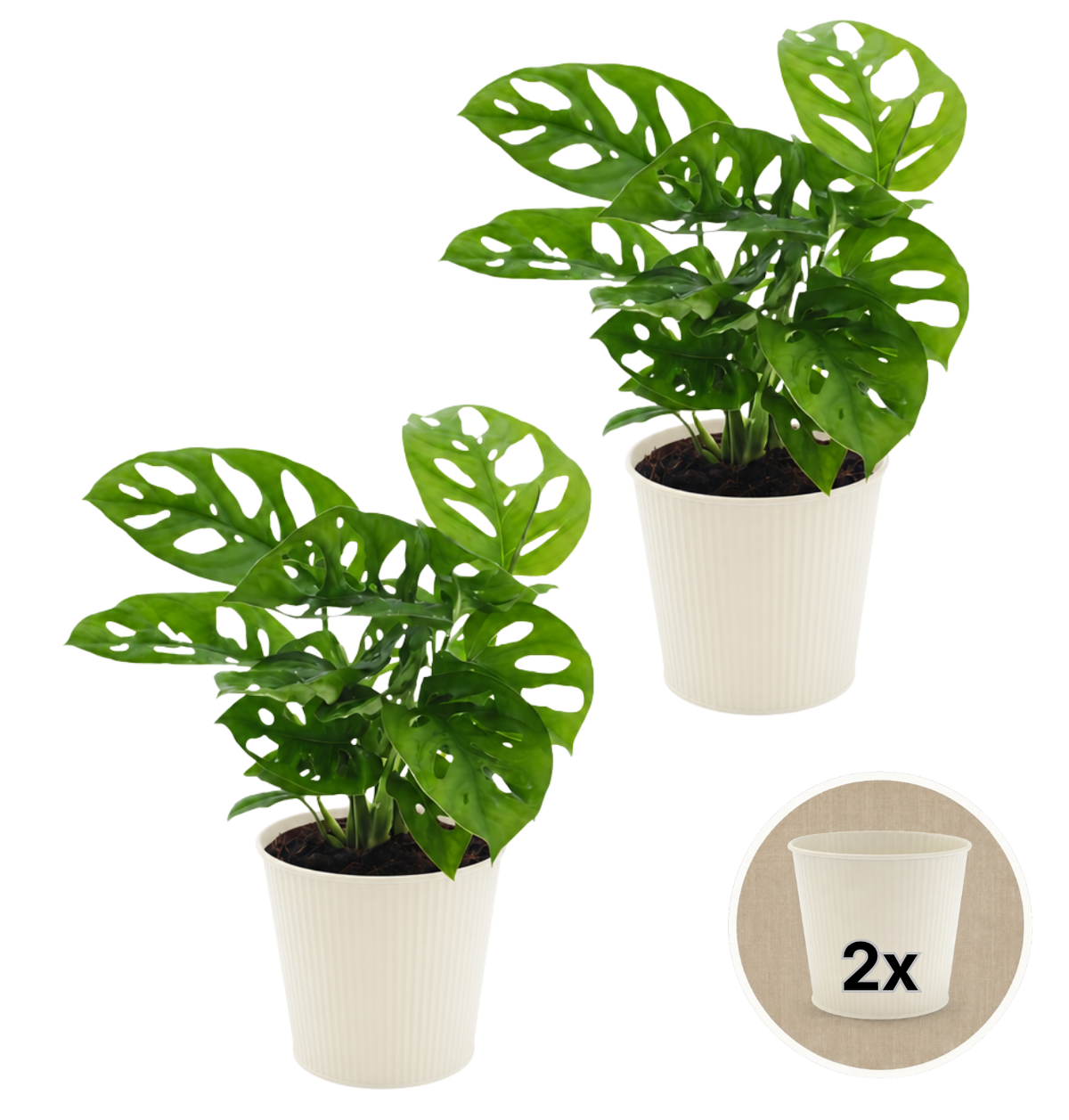 Monstera adansonii + 2x Cremefarbener Zinktopf | 2er-Set | Monkey Leaf | ca. 25-30 cm | Ø 12-15 cm Topf