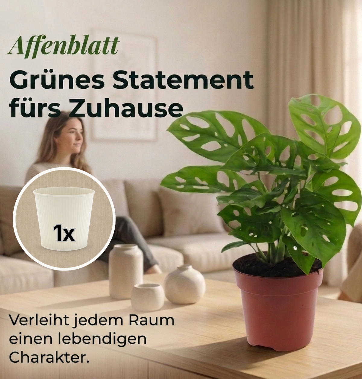 Monstera adansonii + 1x Cremefarbener Zinktopf | Monkey Leaf | ca. 25-30 cm | Ø 12-15 cm Topf